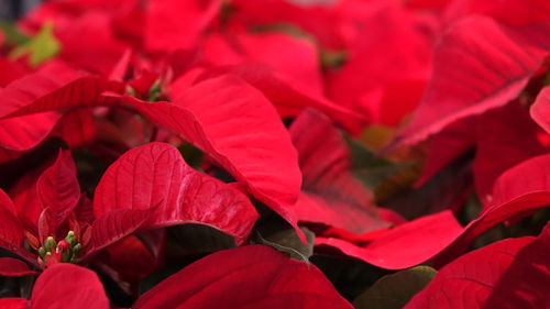 Close-up of red flowering plant