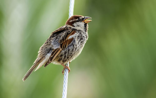 Close-up of a bird