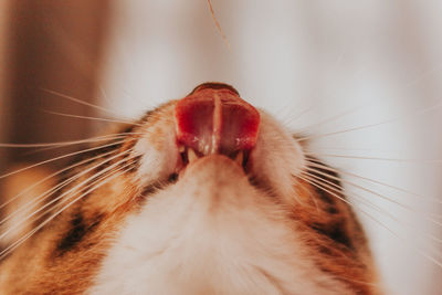 Close-up of cat