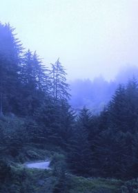 Pine trees in forest against sky during winter