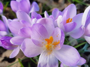 Close-up of purple crocus flowers