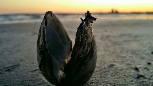 Close-up of water at sunset