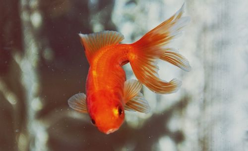 Close-up of orange fish swimming in sea