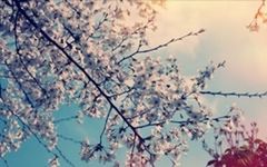 flower, branch, freshness, growth, tree, fragility, beauty in nature, nature, focus on foreground, blossom, cherry blossom, twig, cherry tree, close-up, blooming, springtime, selective focus, in bloom, low angle view, petal