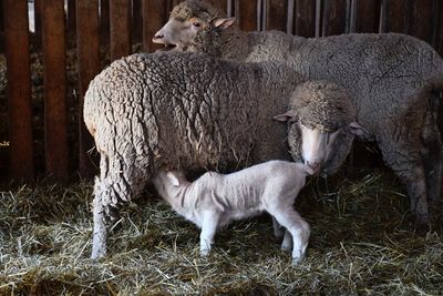 View of two sheep