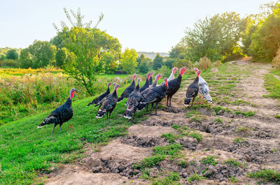 Group of young turkeys near country road. poultry breeding.