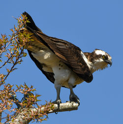 Low angle view of eagle perching on branch against sky