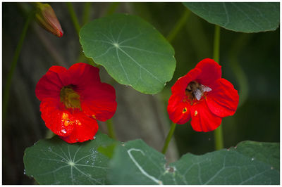 Close-up of red flowering plant