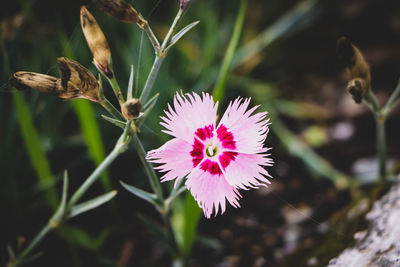 Close-up of flowering plant on field