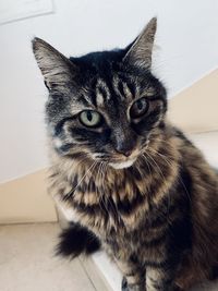 Close-up portrait of cat at home