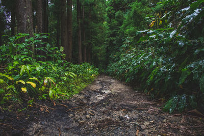 Footpath amidst trees in forest