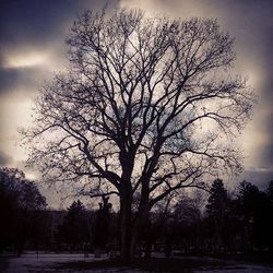 Bare trees on landscape against sky