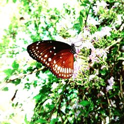 Close-up of butterfly perching on plant