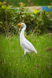 White duck on field