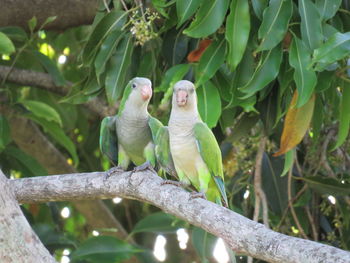 View of bird perching on tree