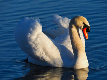 Swan floating on lake