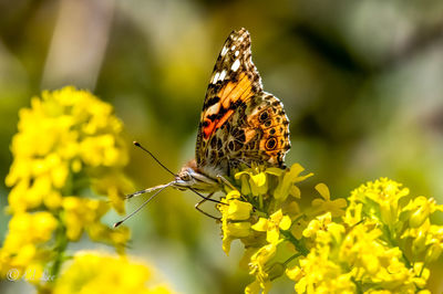 Close-up of butterfly pollinating on flower