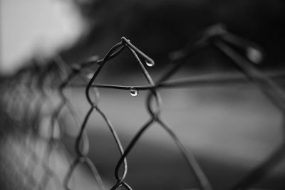 Close-up of raindrops on chainlink fence