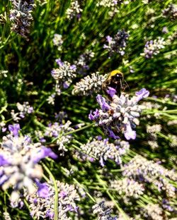 Bee pollinating on purple flowering plant