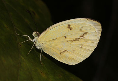 Close-up of butterfly on plant at night