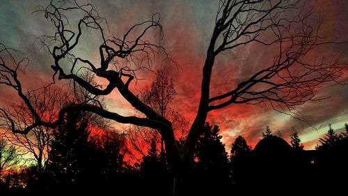 Low angle view of bare trees against sky at sunset