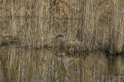 View of bird on lake