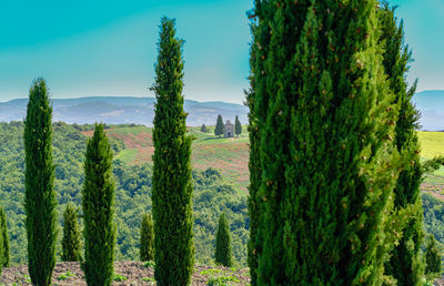 Panoramic shot of trees on field against sky