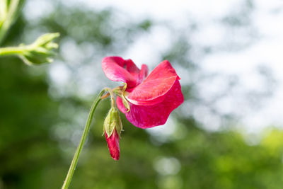 Close-up of red rose against blurred background