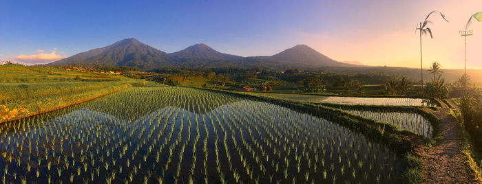 Scenic view of agricultural landscape against sky during sunrise 