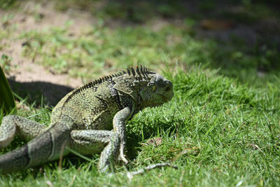 Close-up of iguana on field