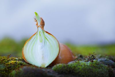 Close-up of fruits growing on land