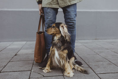 Dog sitting in front of man against building on footpath