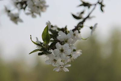 Close-up of cherry blossoms in spring