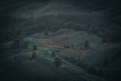 High angle view of agricultural field