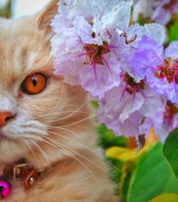 Close-up portrait of cat