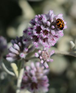 Close-up of bug on flower buds