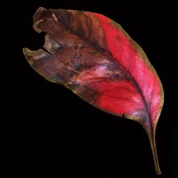 Close-up of red object over black background