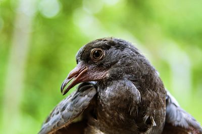 Close-up of eagle