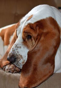 Close-up of dog sleeping on sofa