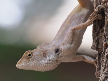 Close-up of lizard on tree