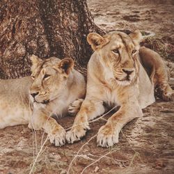 View of lionesses relaxing