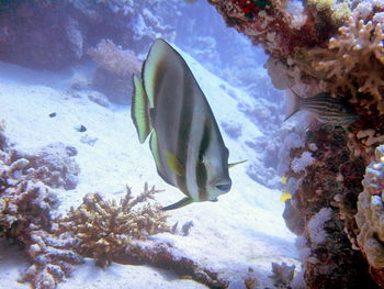 Fish swimming in sea