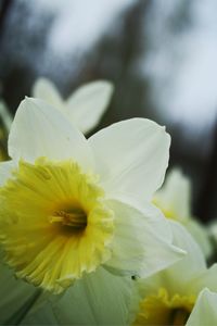 Close-up of white flower