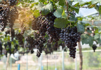 The sun shines on the vineyards in the morning