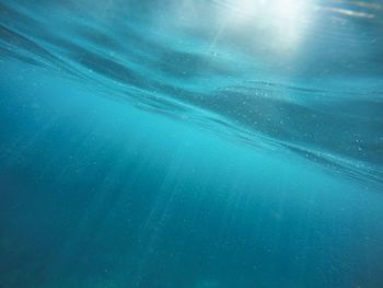 Close-up of jellyfish swimming in sea