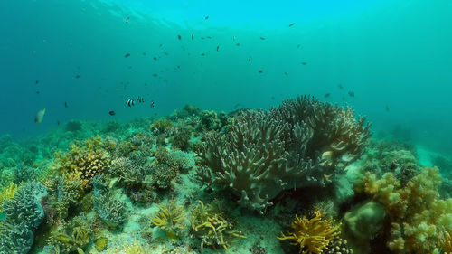 undersea