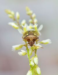 Close-up of insect on flower