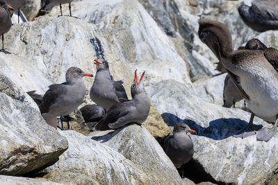 Seagulls perching on rock