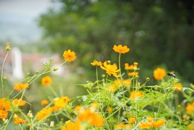 Close-up of yellow flowering plants on field