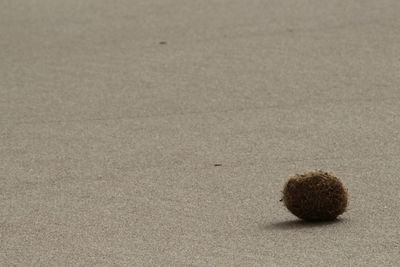 Close-up of crab on sand